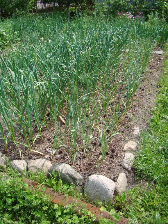 Мой огород( частично)