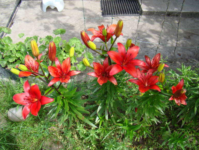 Мой огород( частично)