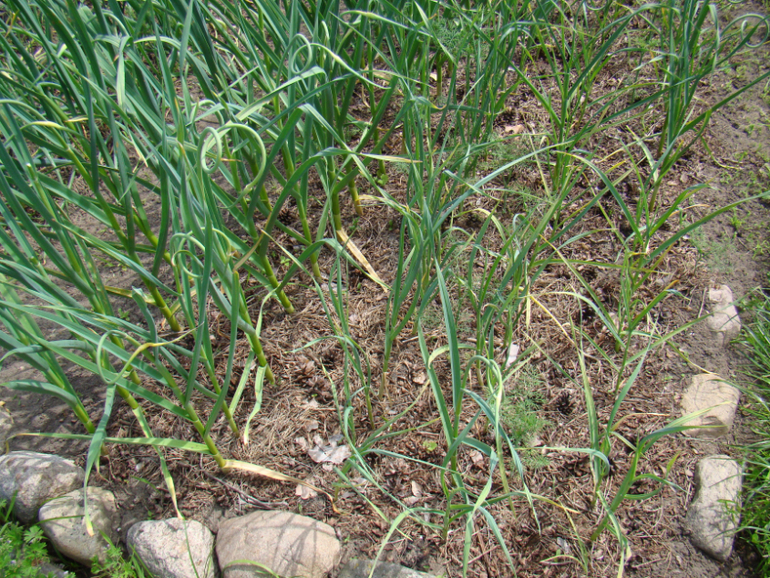 Мой огород( частично)