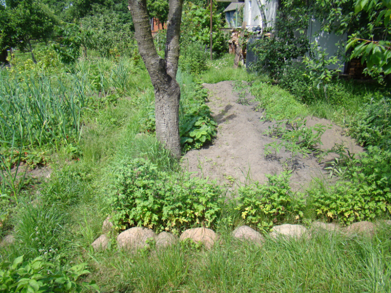 Мой огород( частично)