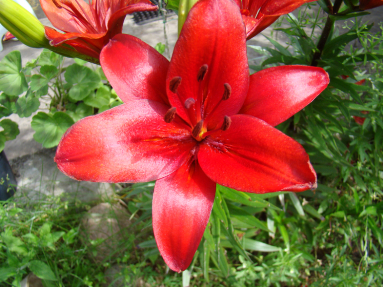 Мой огород( частично)