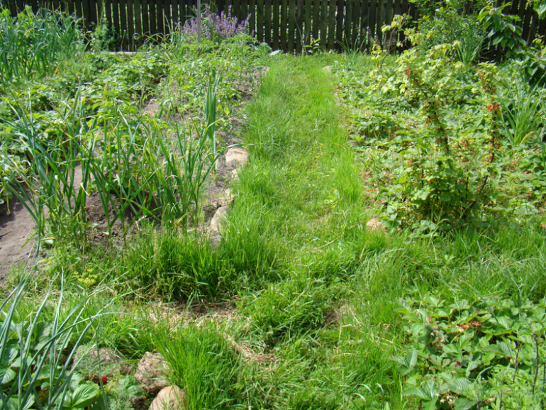 Мой огород( частично)