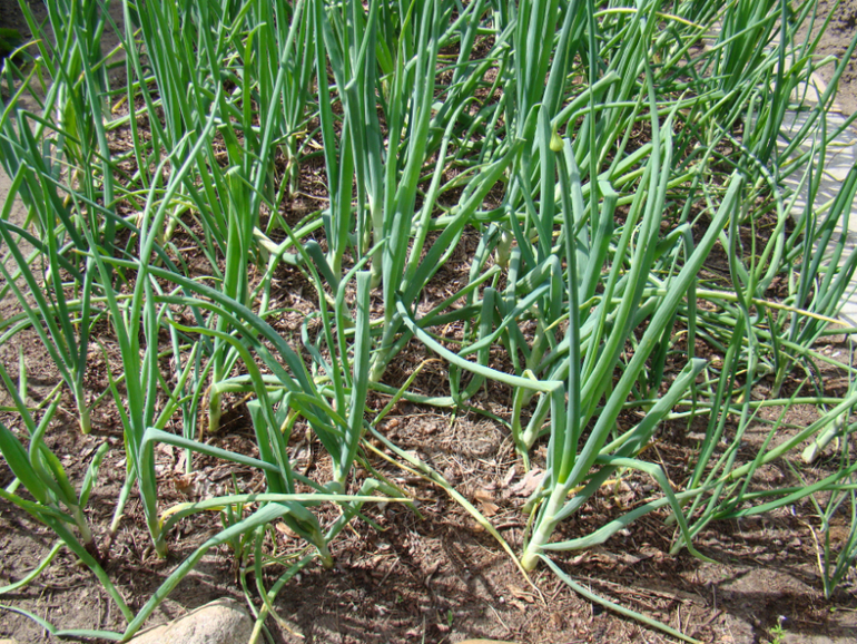 Мой огород( частично)