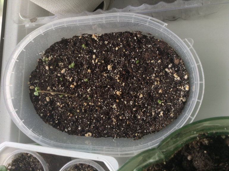 Мои друзяшки))