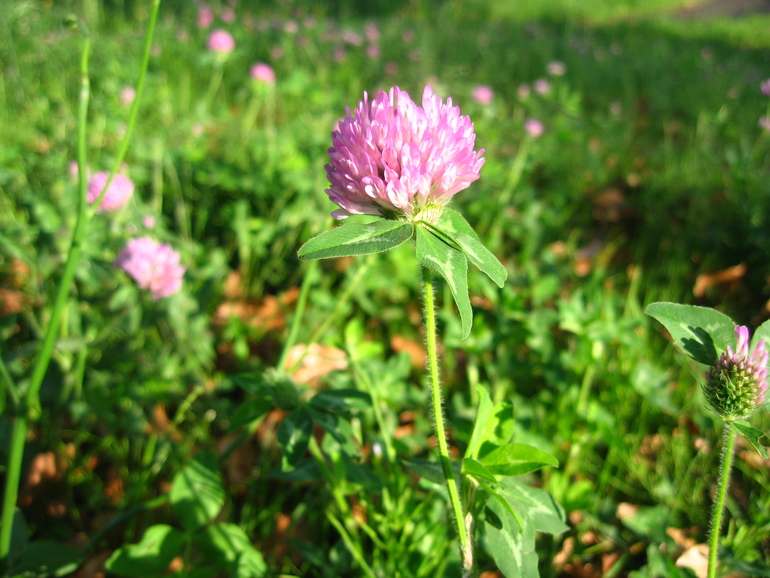 Планы на лето.......