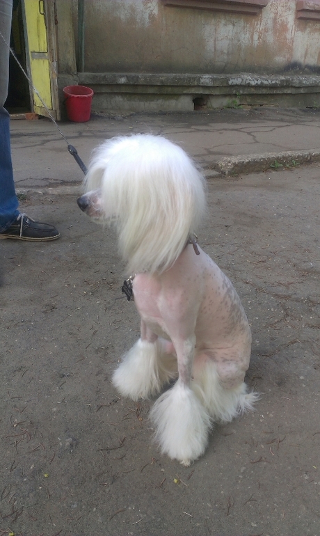 первый опыт с китайкой)