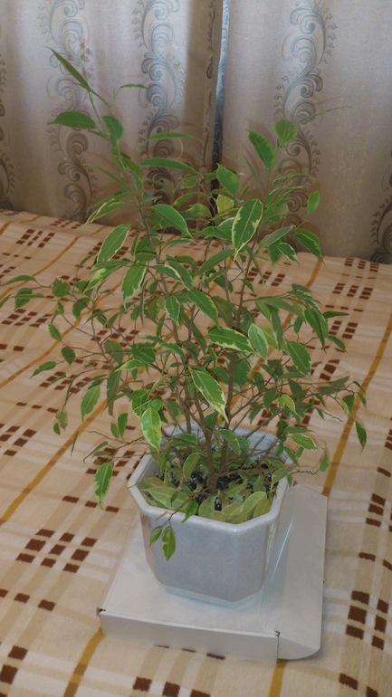 Прошу помощи!