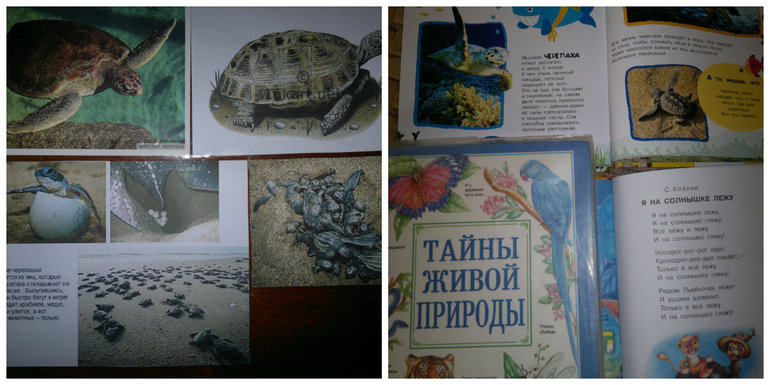 Флешмоб. 2 день черепаха