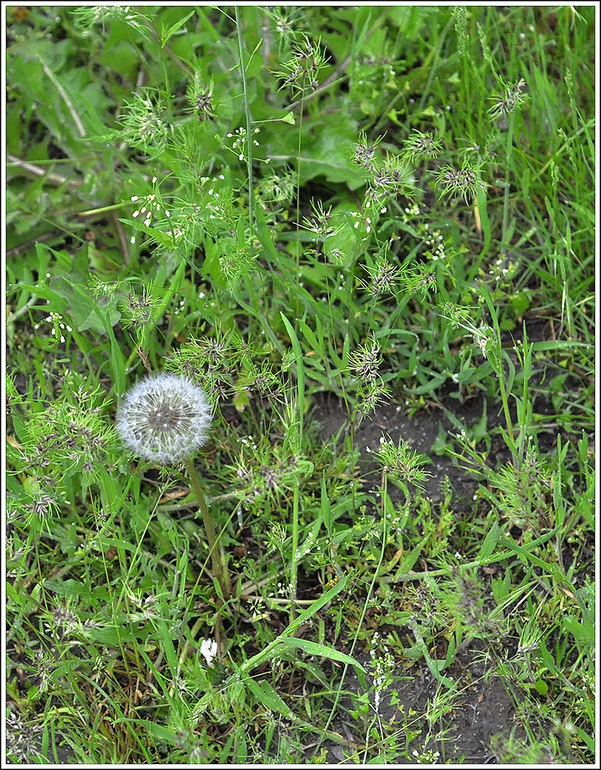 Наш Никополь-город побед))