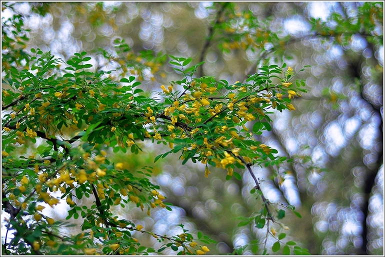 Наш Никополь-город побед))