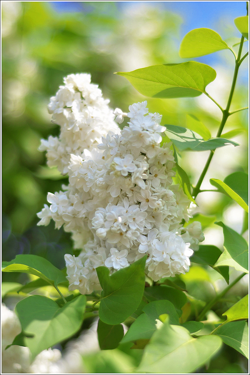 Наш Никополь-город побед))