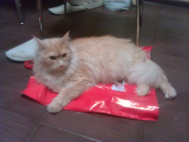кот любит пакеты!