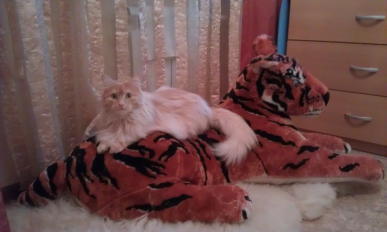 обещала котярку свою показать!!!