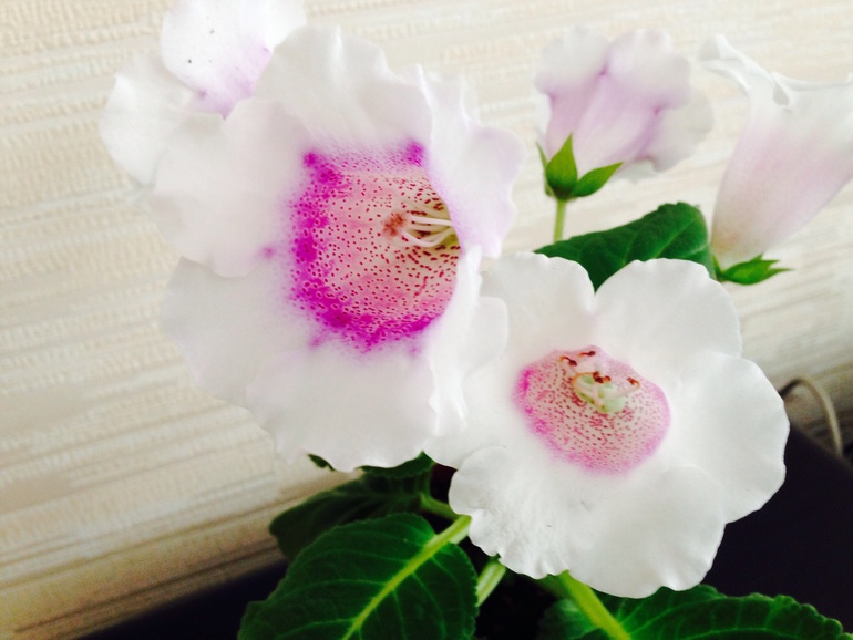 Еще немного красоты!))