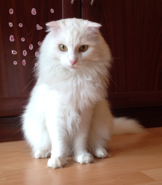 Пушистое чудо ищет добрые руки