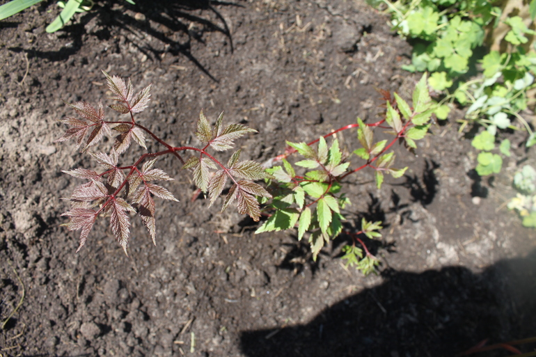 Помогите опознать