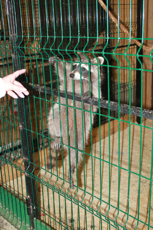 Наше первомайское_Конный парк РУСЬ