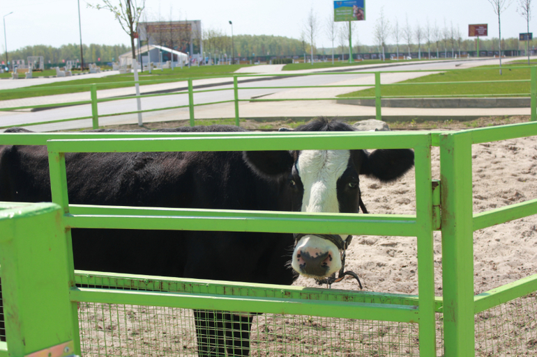 Наше первомайское_Конный парк РУСЬ