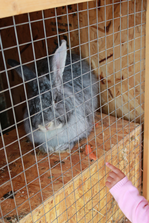 Наше первомайское_Конный парк РУСЬ