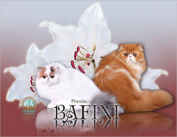 Создание сайтов