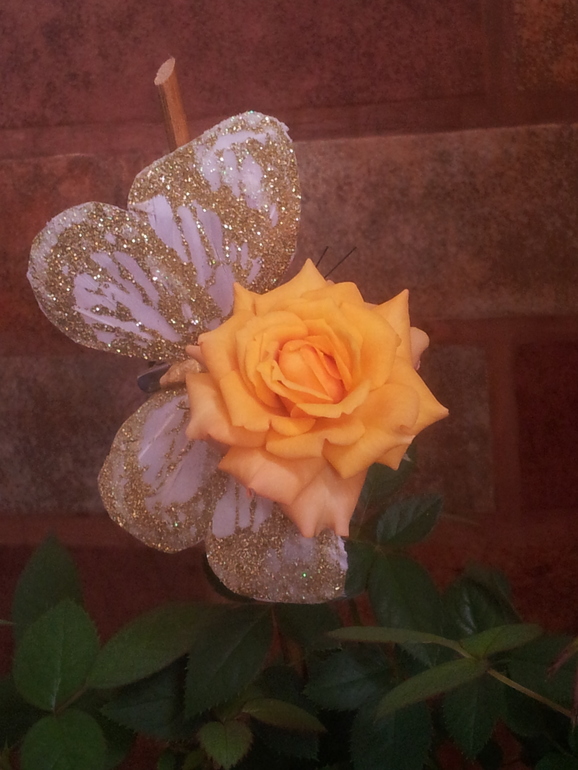 Моя розочка.