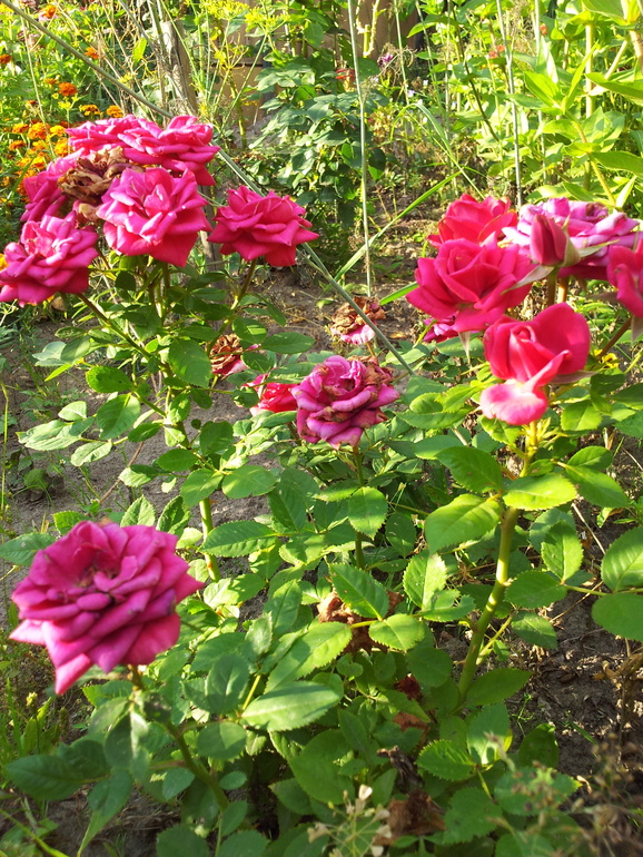 Моя розочка.