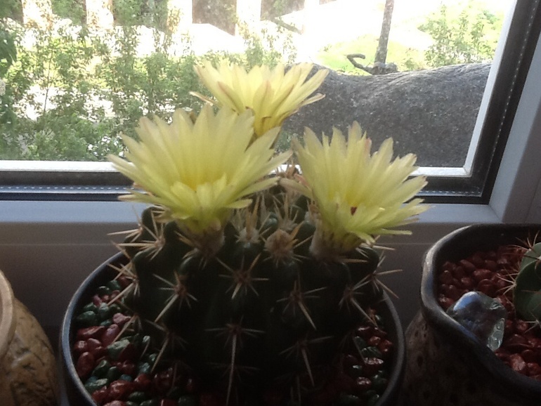 Один зацвел!:)