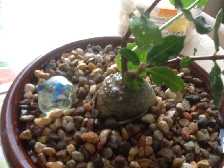 Обновочки:)