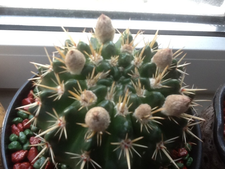 Зацветают:)