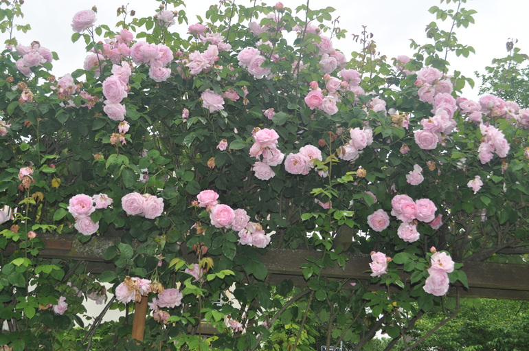 Для хорошего настроения:)