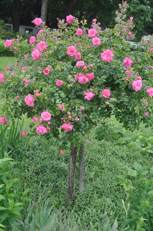 Для хорошего настроения:)