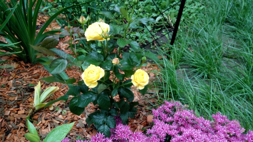 Роза ИЗИ. Самая устойчивая к вредителям (в моём саду).  Вымерзла под корень (неправильно посадила, не заглубила шейку) . Посажена в июле 2016. Это шра