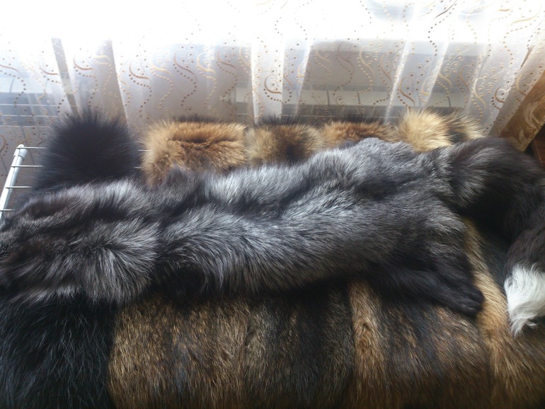 еноты и чернобурка