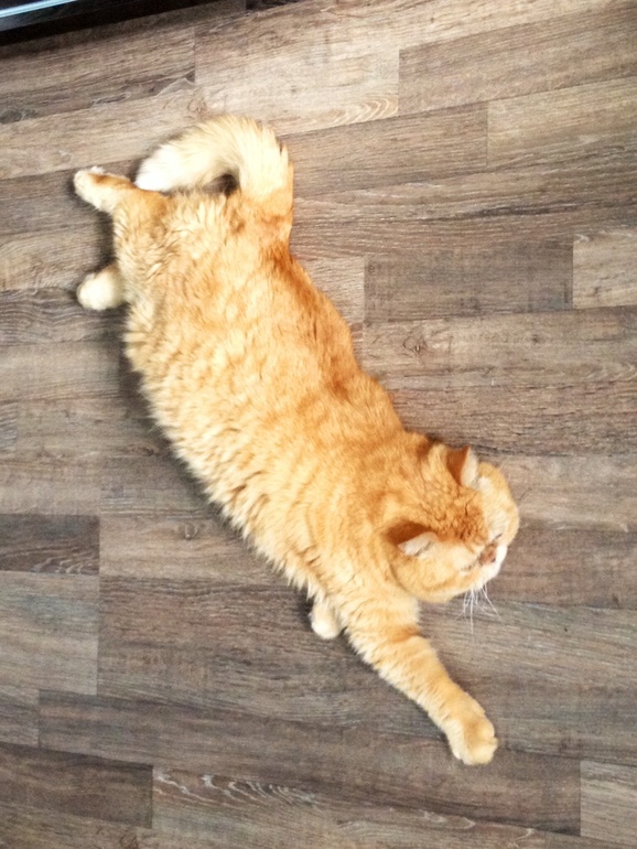 Что-то давно не показывала свою котю