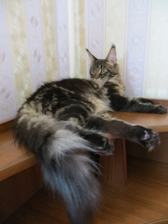 Мейн кун Адмирал