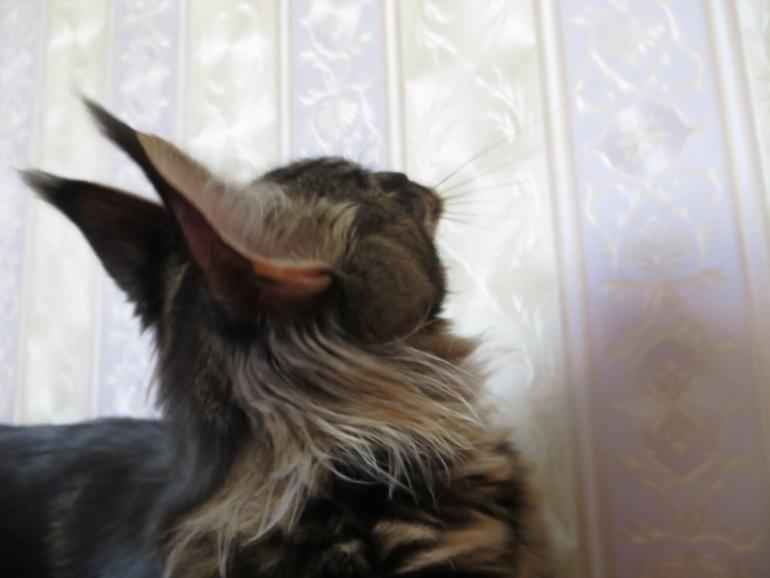 Мейн кун Адмирал