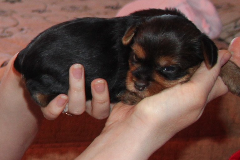 Выбор йорка