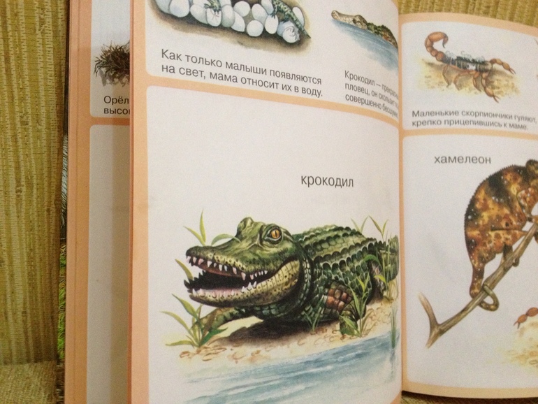 ТЗ Крокодил