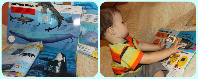 ТН Арктика и Антарктика. День 2 - животные Антарктиды