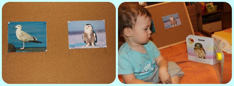 ТН Арктика и Антарктика. День 4 - Птицы