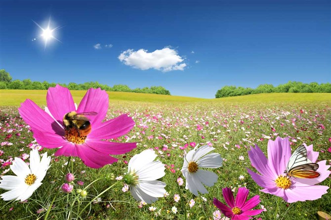 ТН Времена года, день 4- Лето