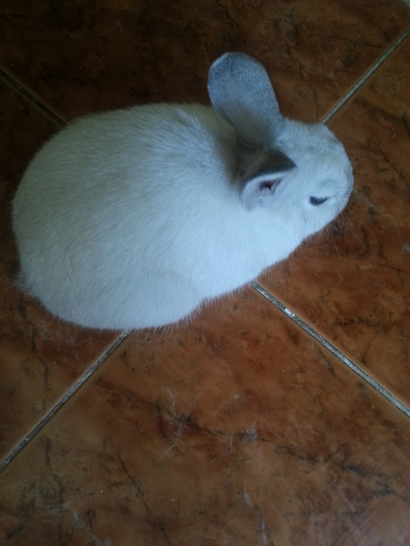 Животное в доме.