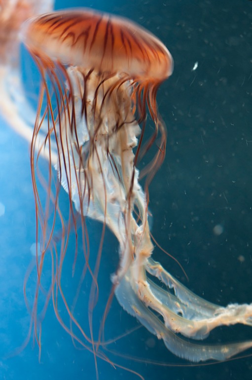 Берлинский аквариум