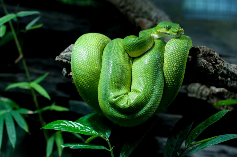 Берлинский аквариум