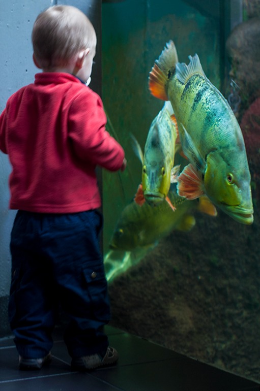 Берлинский аквариум