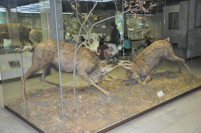 Дарвиновский музей