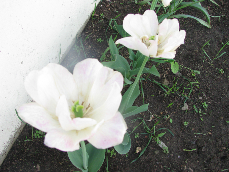 Как я рад, как я рад......