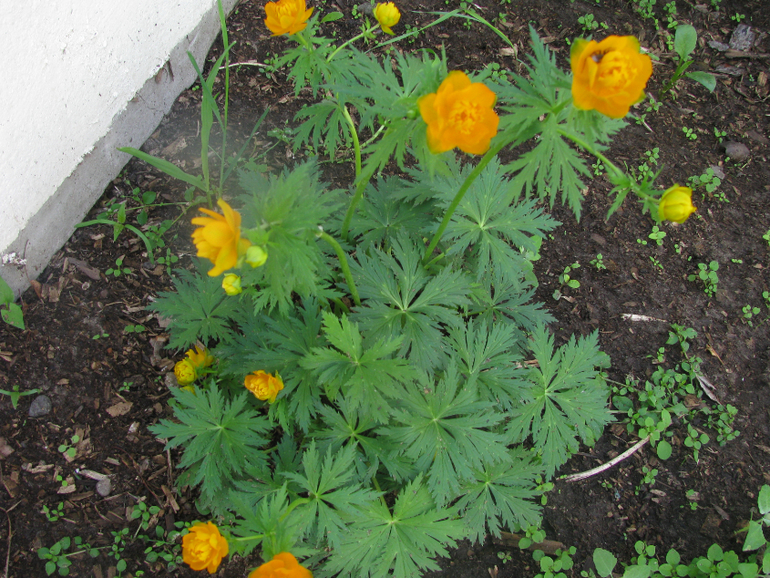 Как я рад, как я рад......