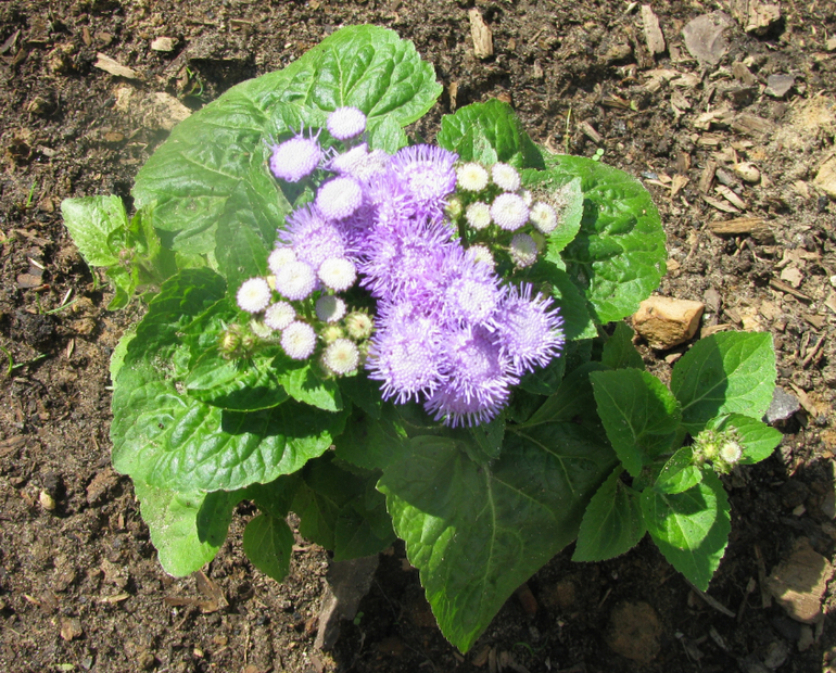 Как я рад, как я рад......