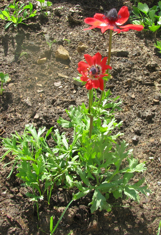 Как я рад, как я рад......